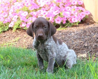 German Shorthaired Pointer Puppies for Sale 