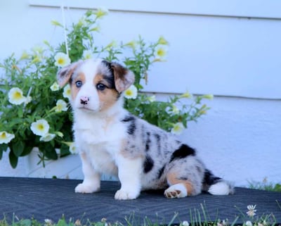 Corgi Puppies for Sale