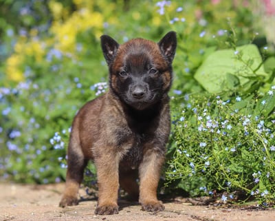 Belgian Malinois Puppies for Sale