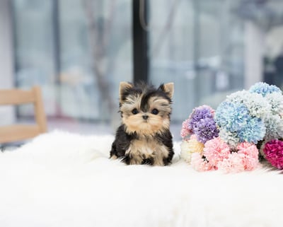 Teacup Yorkie Puppies for Sale