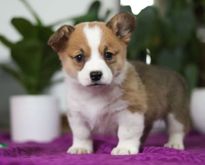 Corgi Puppies for Sale