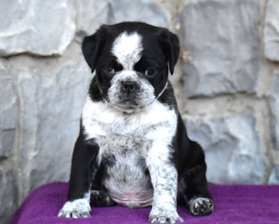 Pug Puppies for Sale