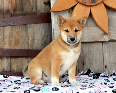 Shiba Inu puppies for sale