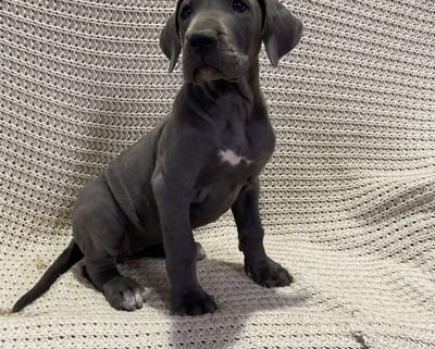 Great Dane Puppies for Sale