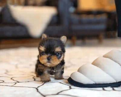 Teacup Yorkies for Sale