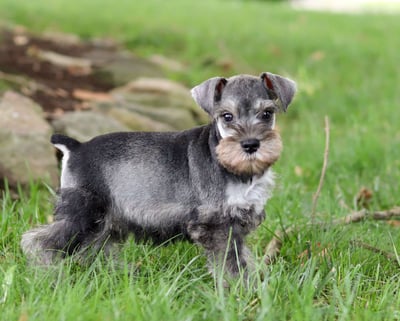 Miniature Schnauzer Puppies for Sale