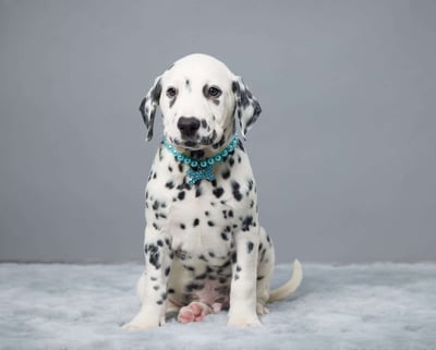 Dalmatian Puppies for Sale