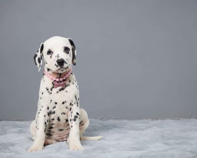 Dalmatian Puppies for Sale