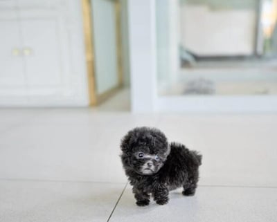 Poodle Puppies for Sale