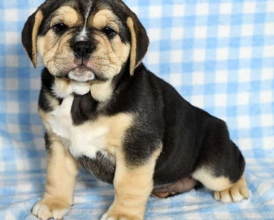 Beabull Puppies for Sale