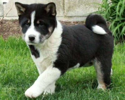 Shiba Inu Puppies for Sale 