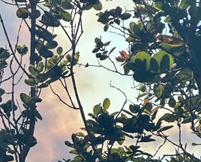 volcano smoke plume thru ohi'a trees