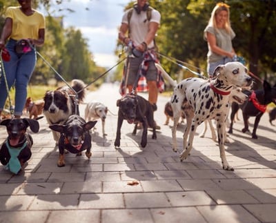 Groupe de chien en balade collective et en session d'éducation collective avec un éducateur canin