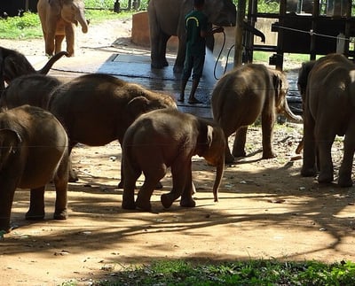 Sri Lanka East coast tour package