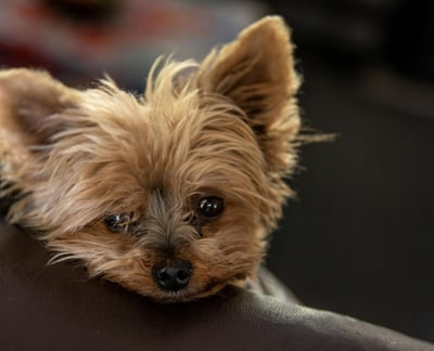Yorkshire Terrier Breed