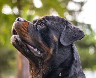 Rottweiler Breed