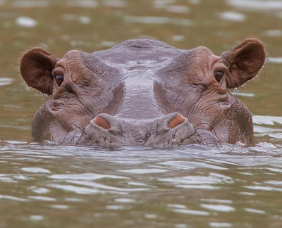 Foto van een nijlpaard, een groot en indrukwekkend zoogdier, bekend om zijn massieve lichaam en leve