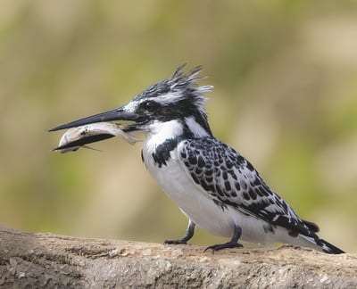 Foto van een Pied Kingfisher, een elegante wit-zwarte ijsvogel bekend om zijn duikvaardigheden en he