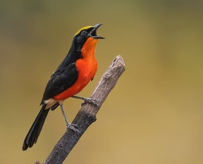 Foto van een Yellow-crowned Gonolek, een kleurrijke vogel met een opvallende gele kruin en een zwart