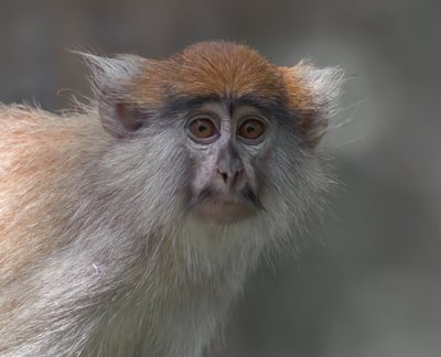 Foto van een Patas Monkey, een slanke aap met een lange staart en een kenmerkende witte baard, vaak 