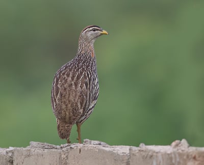 Foto van een Double-spurred Francolin, een bodembewonende vogel met een bruine verenkleed en kenmerk