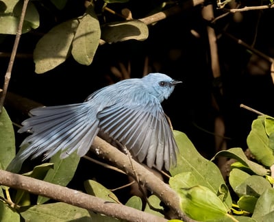 Foto van een African Blue Flycatcher, een kleine, sierlijke vogel met een opvallend blauw verenkleed