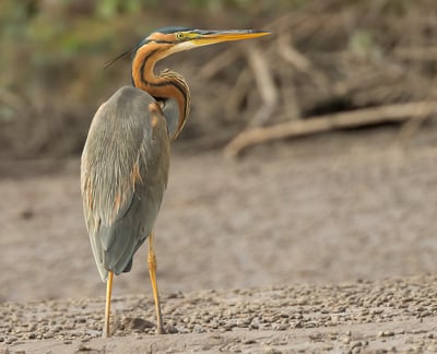 Foto van een Purple Heron, een sierlijke reiger met een kenmerkende paarse en bruine verenkleed, vaa