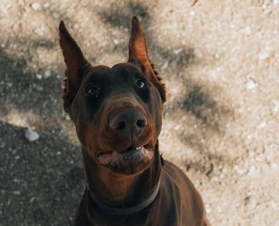Dobermann Breed