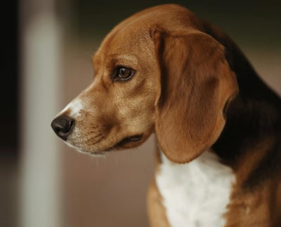 Beagle Breed