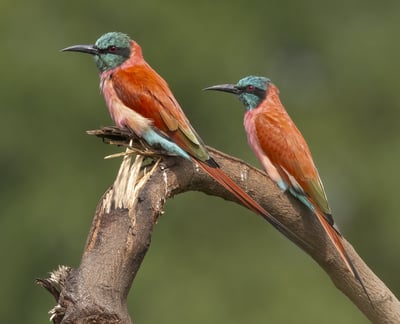 Foto van een Carmine Bee-eater, een prachtige vogel met een helder karmijnrood verenkleed, bekend om