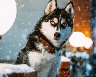 Siberian Husky Breed