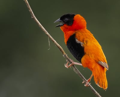 Foto van een Northern Red Bishop, een kleurrijke wevervogel met een opvallend rood verenkleed, beken