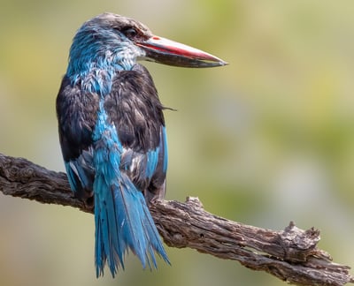 Foto van een Blue-breasted Kingfisher, een kleurrijke ijsvogel met een opvallende blauwe borst en or