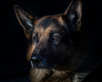 German Shepherd Breed