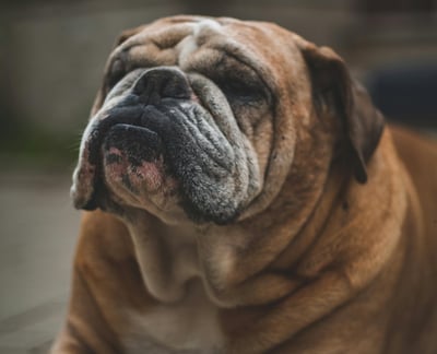 Bulldog Breed