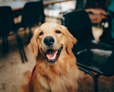 Labrador Retriever Breed