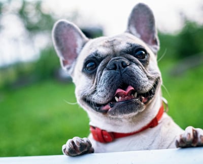 French Bulldog Breed