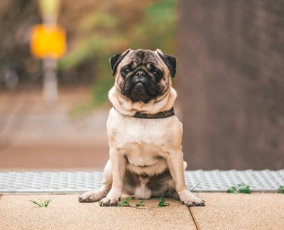Pug Breed