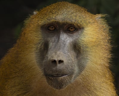 Foto van een Guinea Baviaan, een grote en krachtige aap met een kenmerkende grijze vacht en een lang