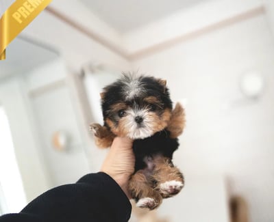 Teacup Morkie puppies for sale