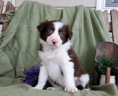 Border Collie Puppies for Sale