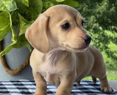 Dachshund puppies for sale