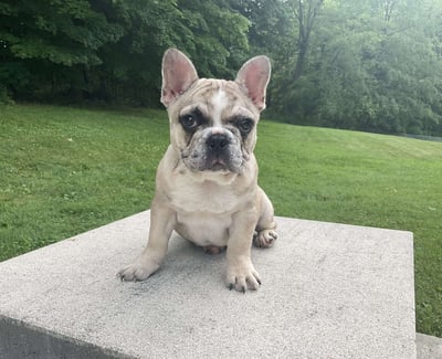 French Bulldog Puppies for Sale