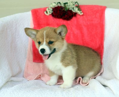 Pembroke Welsh Corgi Puppies for Sale