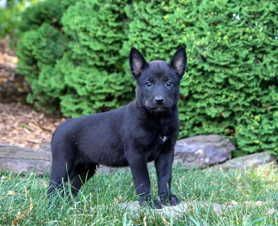 Belgian Malinois Puppies for Sale