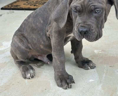 Cane Corso Puppies for Sale