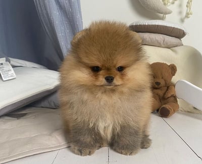 Teacup Pomeranian Puppies for Sale