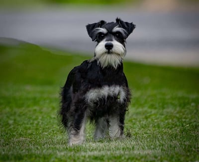 Schnauzer Puppies for Sale