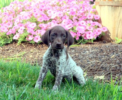 German Shorthaired Pointer Puppies for Sale 