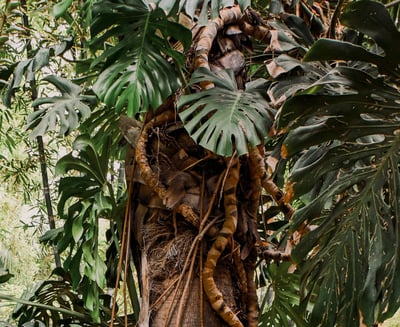 Monstera Deliciosa climbing a tree in its wild habitat